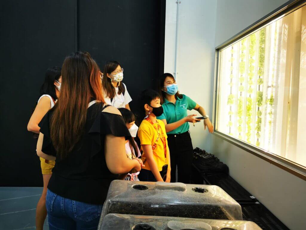 Urban Farming in TheYoungMaker