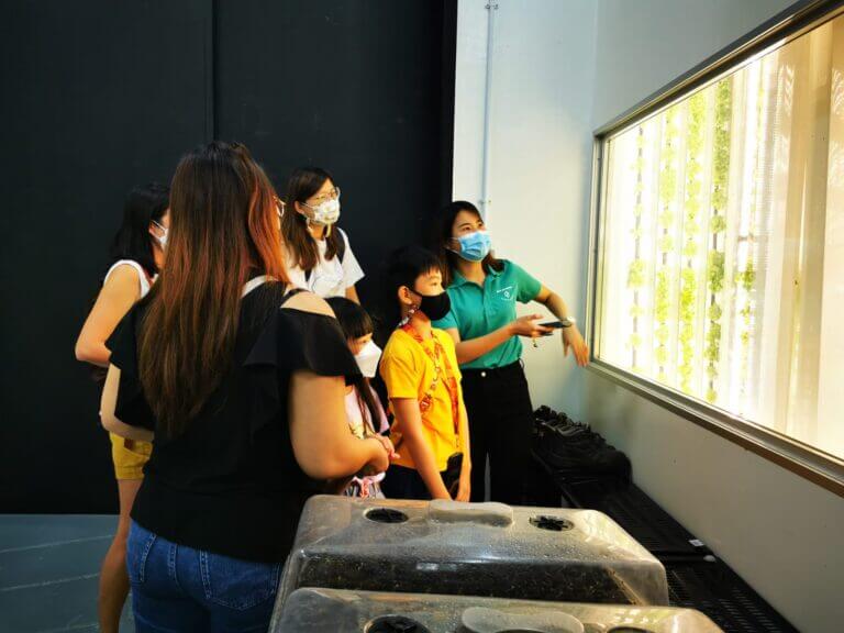 Urban Farming in TheYoungMaker